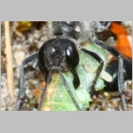 Ammophila sabulosa - Sandwespe 04d 20mm mit Sichelfluegler-Raupe - Drepana falcataria.jpg